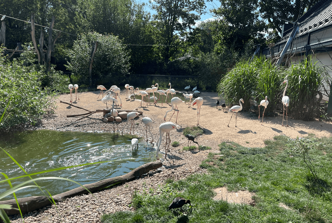 SAFARI PARK DVŮR KRÁLOVÉ 23.07.2024